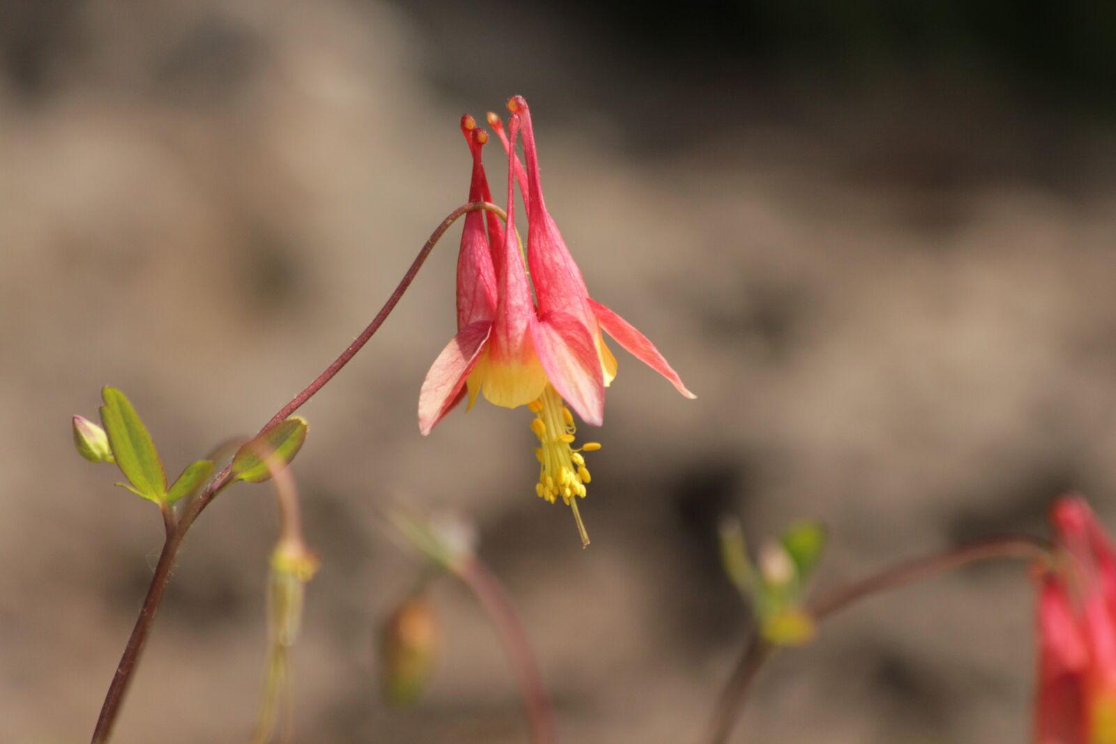 Canon EOS 650D (EOS Rebel T4i / EOS Kiss X6i) sample photo. The catchment, flower, bloom photography