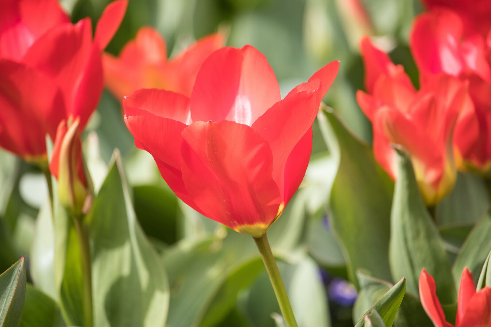 Canon EF-S 55-250mm F4-5.6 IS STM sample photo. Tulip, flower, ornamental plant photography