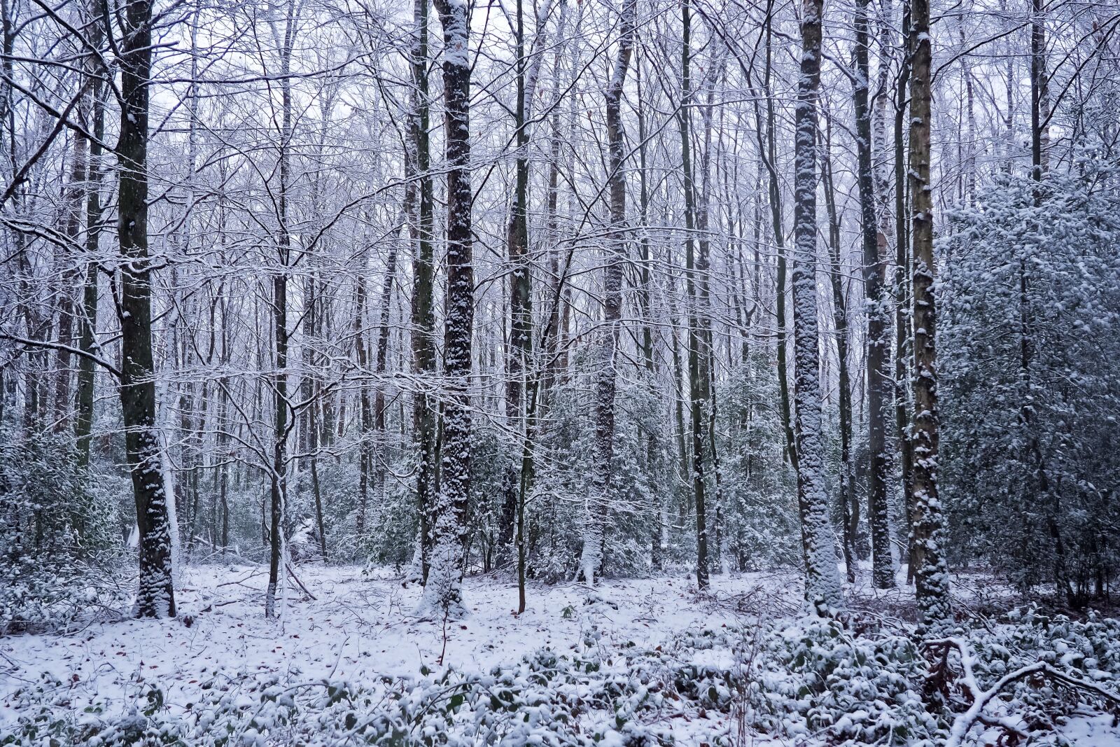 Olympus OM-D E-M10 sample photo. Forest, trees, nature photography
