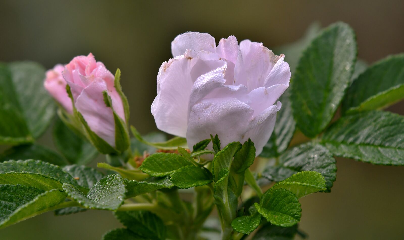 Nikon D500 sample photo. Roses, flower, dewdrops photography