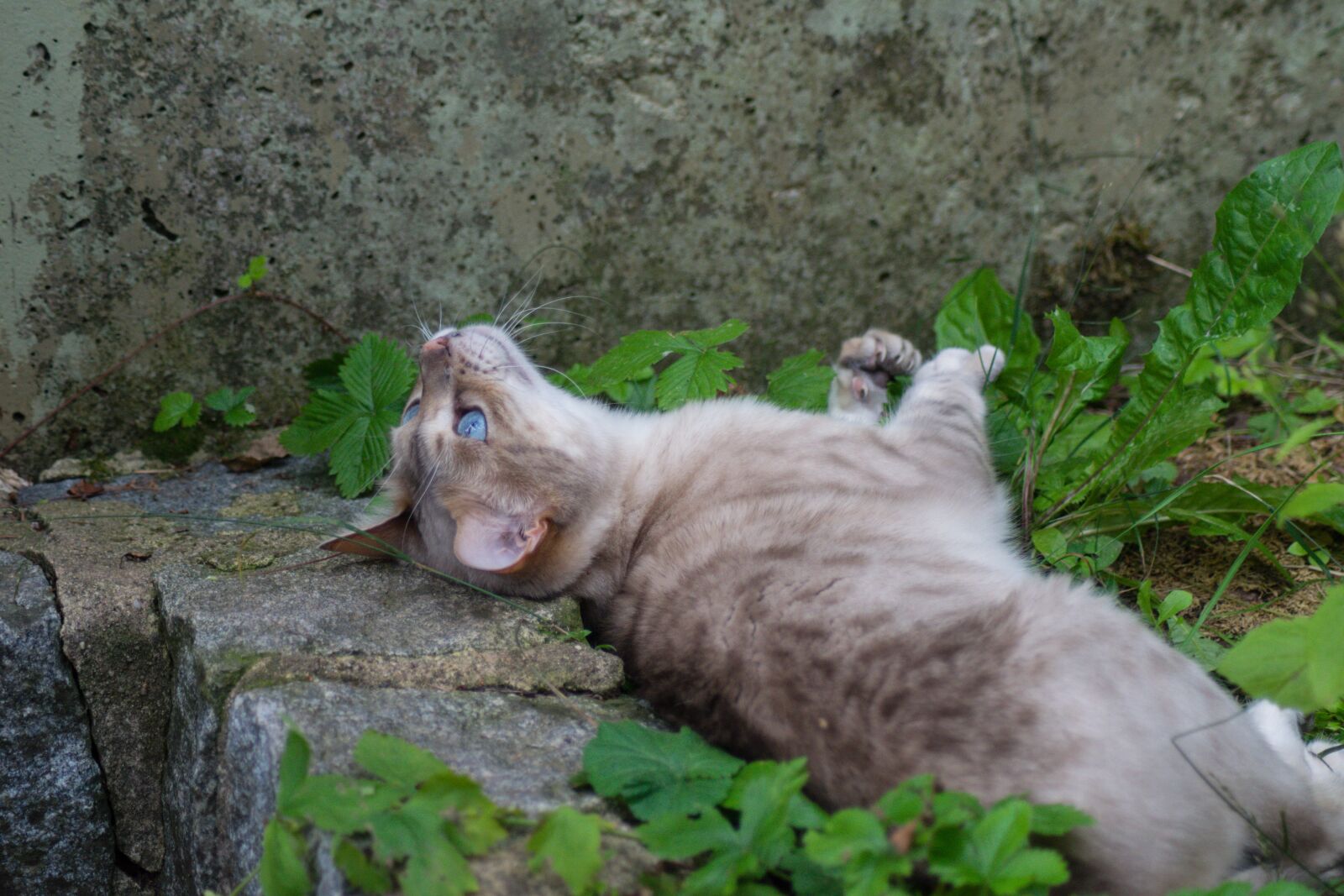 Nikon D5300 sample photo. Cat, bengal, pet photography