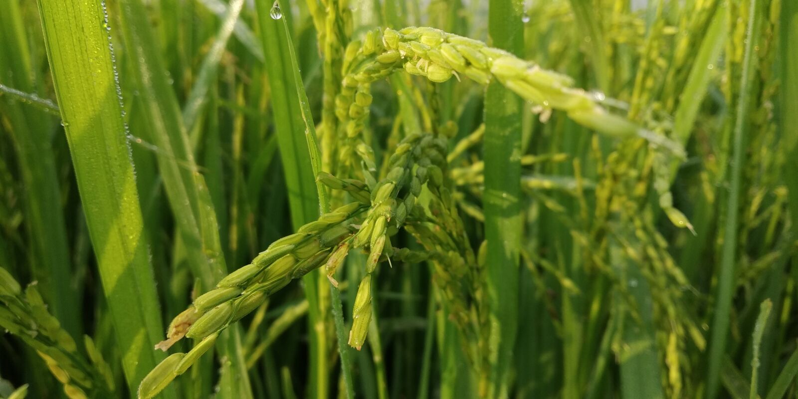 Xiaomi Redmi Y2 sample photo. Rice, rice field, nature photography