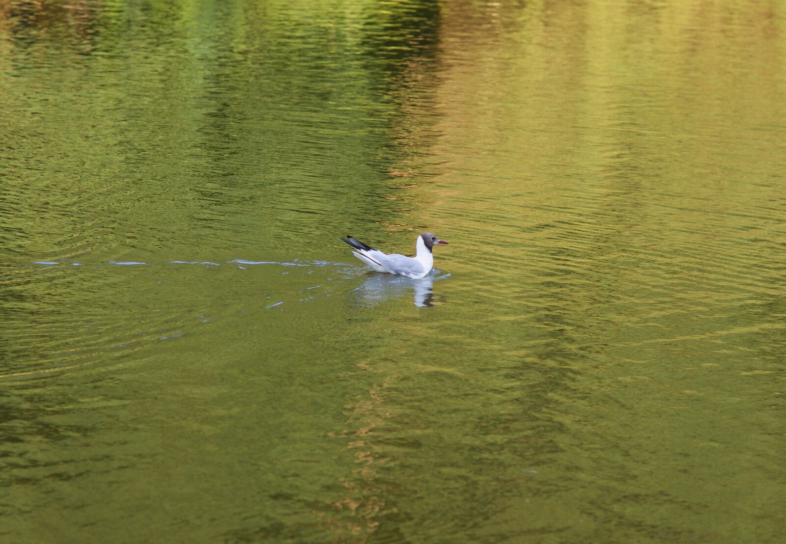 Sony Alpha DSLR-A290 sample photo. Seagull, seagull śmieszka, water photography