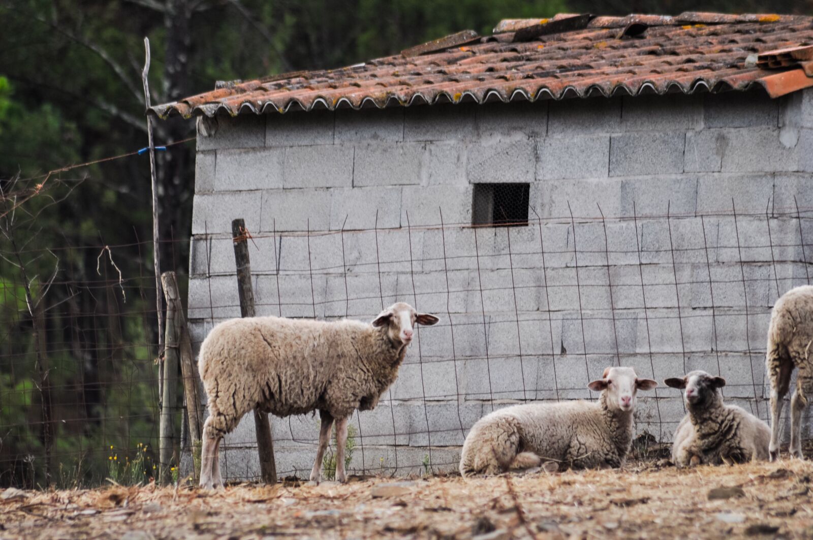 Nikon D90 sample photo. Sheep, farm, wool photography