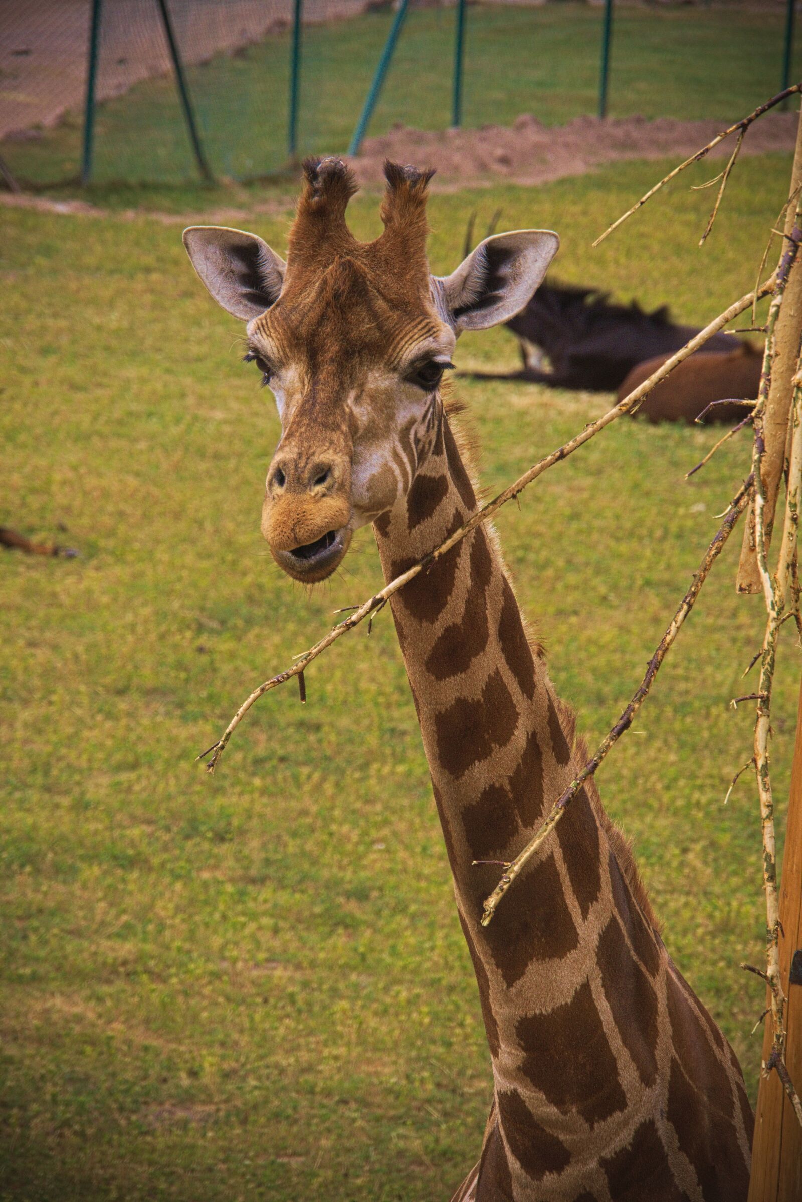 Panasonic Lumix DMC-GH3 sample photo. Giraffe, animal, africa photography