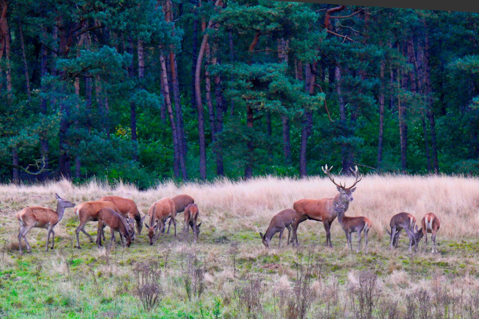 Panasonic DMC-FZ50 sample photo. Nature, deer, veluwe photography