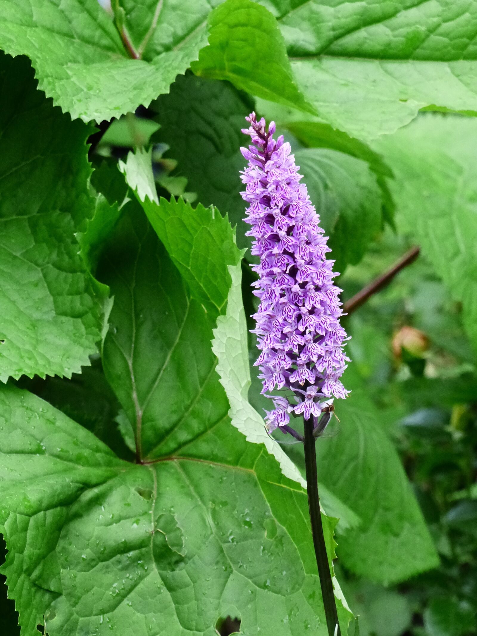 Panasonic Lumix DMC-FZ200 sample photo. Orchide, flower, stem photography