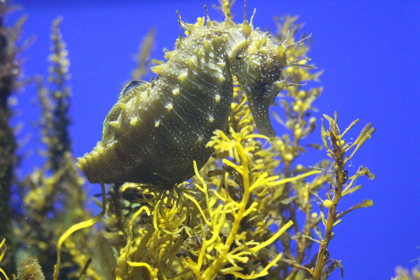 Canon EOS 700D (EOS Rebel T5i / EOS Kiss X7i) sample photo. Seahorse, sea, deep-ocean photography