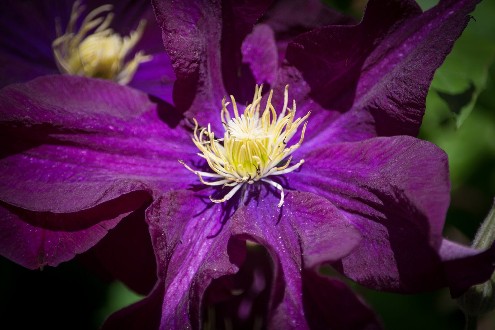 Nikon D7100 sample photo. Clematis, flower, dark purple photography
