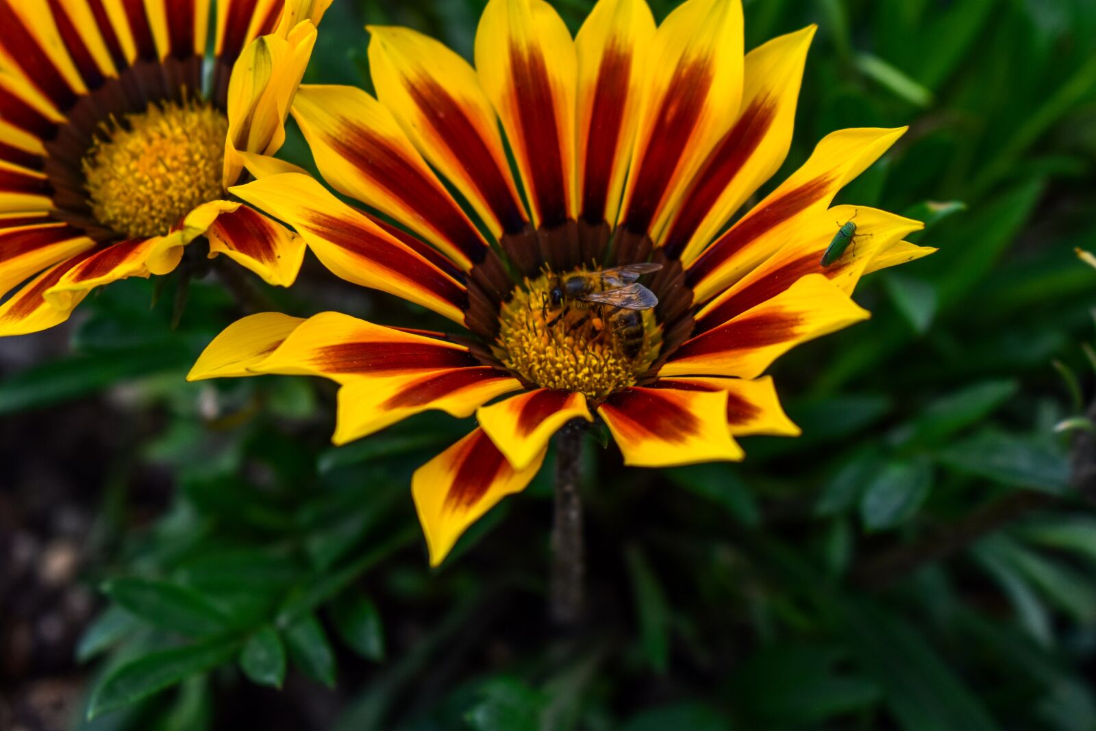 Nikon D3400 sample photo. Flower, beautiful flower photography