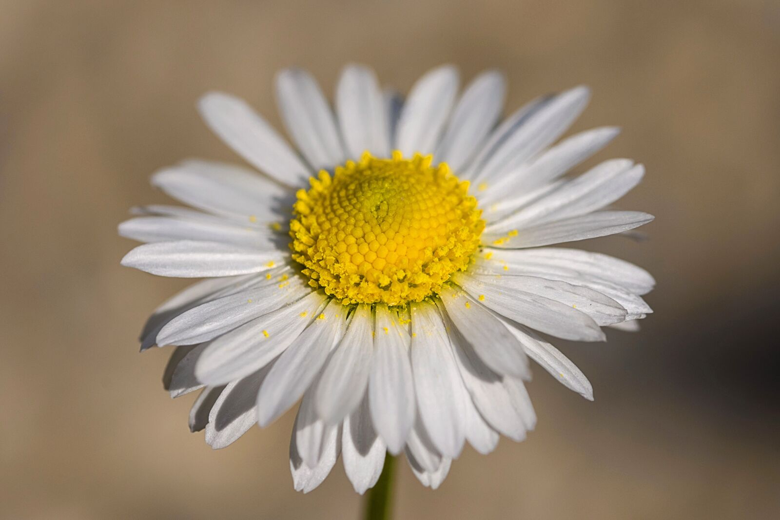 Nikon D7200 sample photo. Margaret, spring, nature photography
