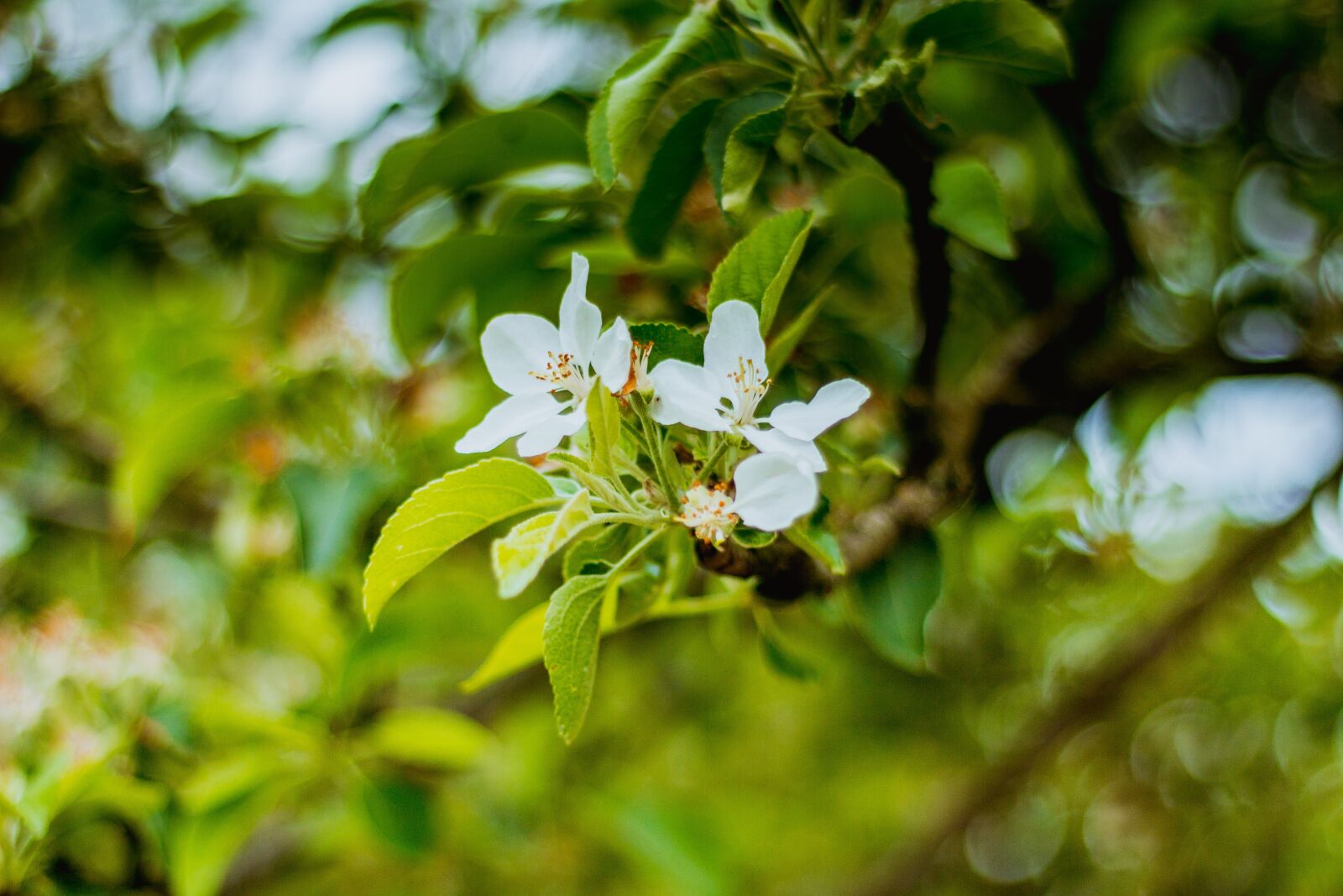 Canon EOS 60D + Canon EF 50mm F1.8 II sample photo. Spring, flower, apple photography