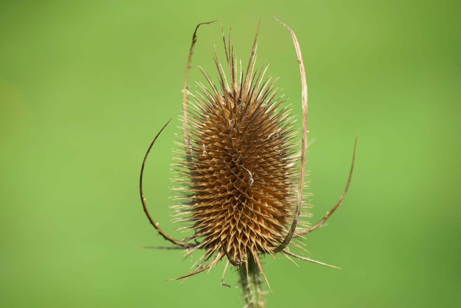 Sony a99 II sample photo. Fuller's teasel, flower, plant photography