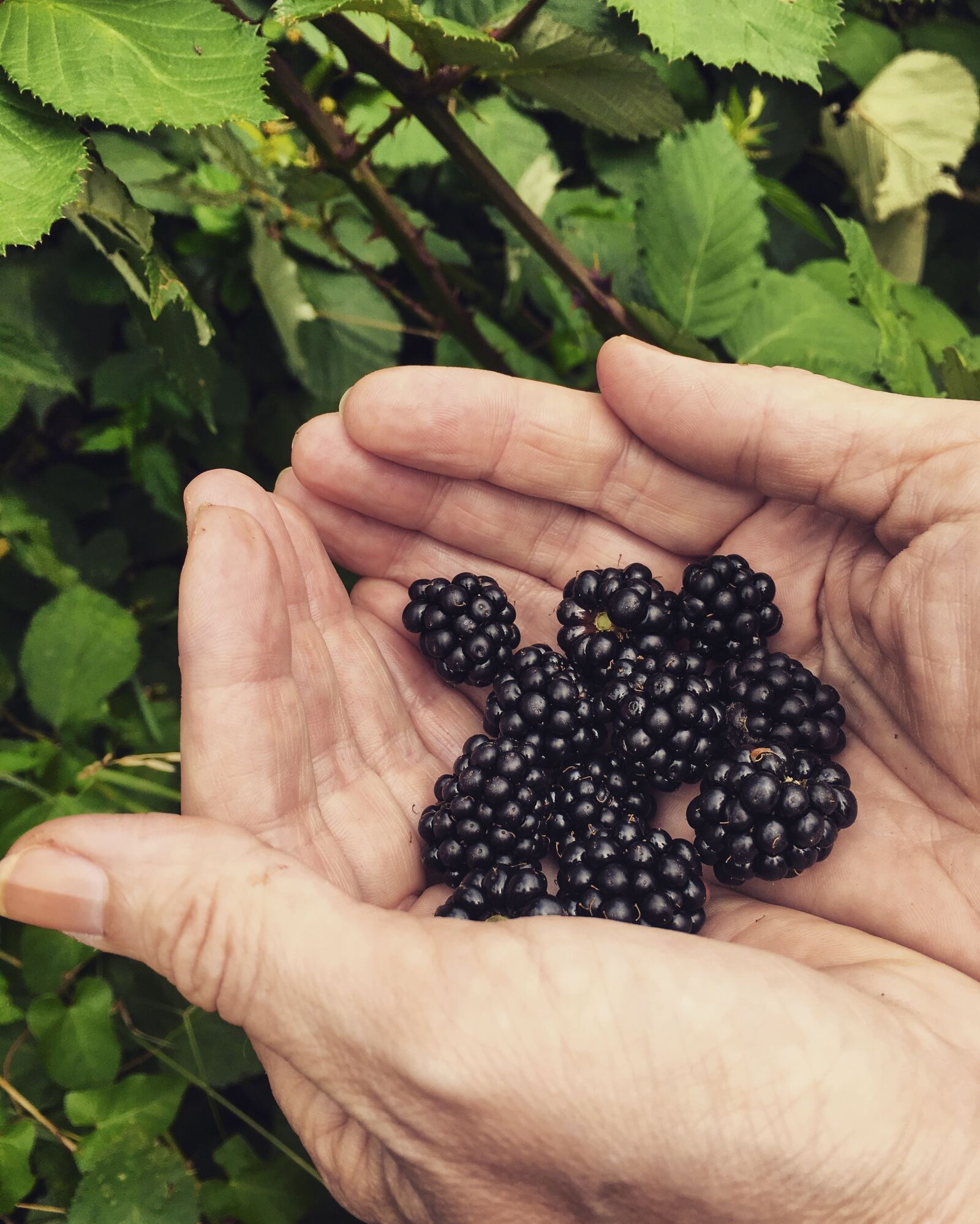 Apple iPhone 6s sample photo. Blackberries, nature, fruit photography