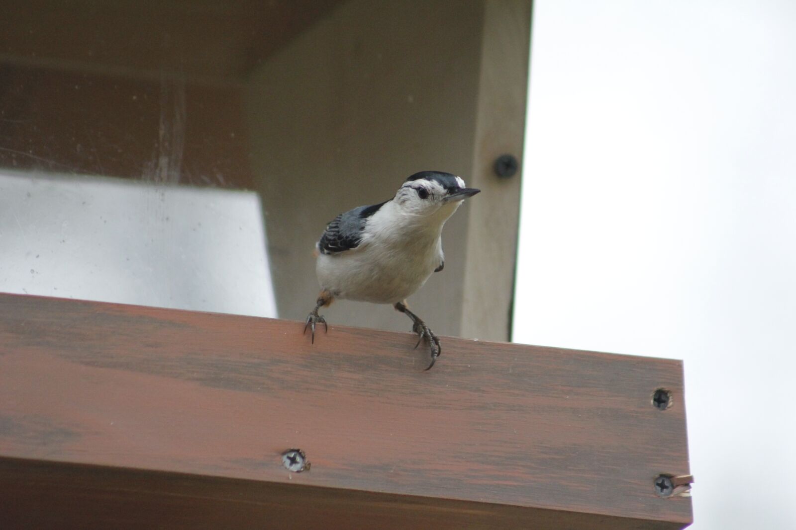 Canon EOS 550D (EOS Rebel T2i / EOS Kiss X4) sample photo. Bird, wildlife, outdoors photography