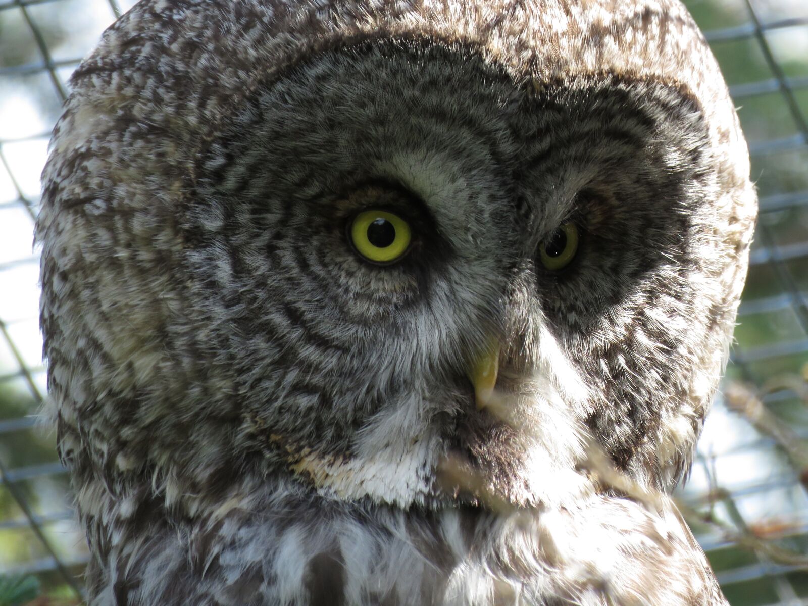 Canon PowerShot SX60 HS sample photo. Great grey owl, strix photography