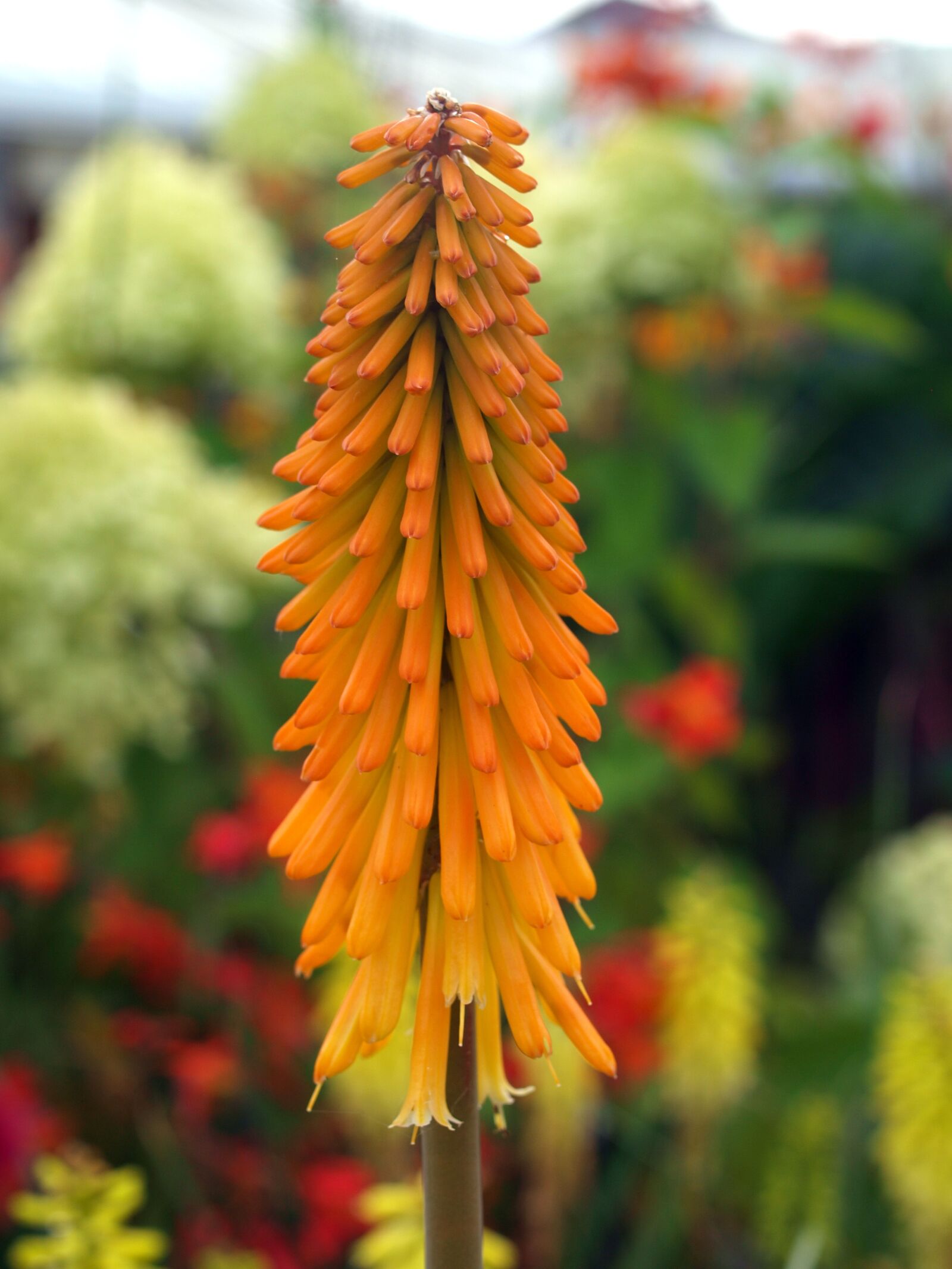 Olympus E-520 (EVOLT E-520) sample photo. Nature, flower, outdoors photography