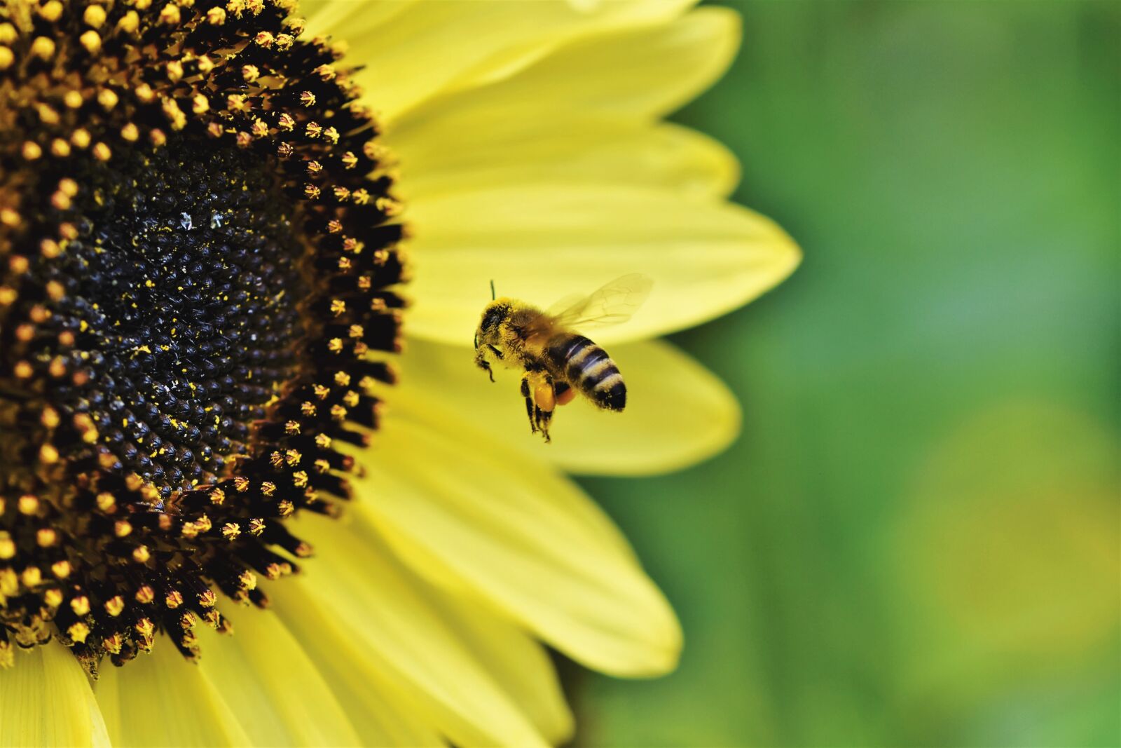 Nikon D7200 sample photo. Bee, honey bee, insect photography