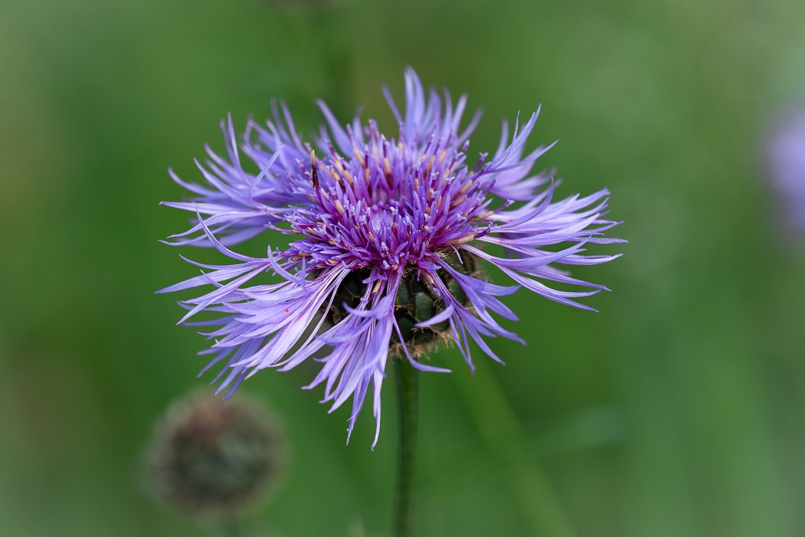 Nikon D7100 sample photo. Knapweed, blue, blue knapweed photography