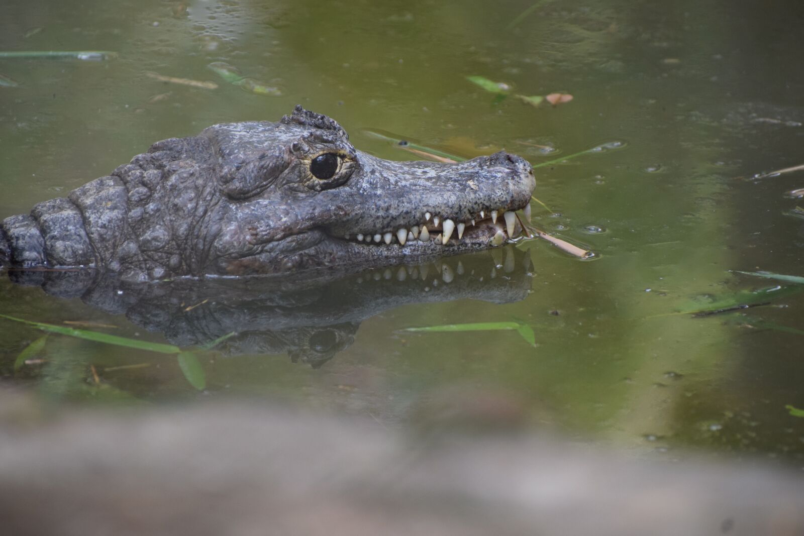 Nikon D3300 sample photo. Nature, water, animal photography