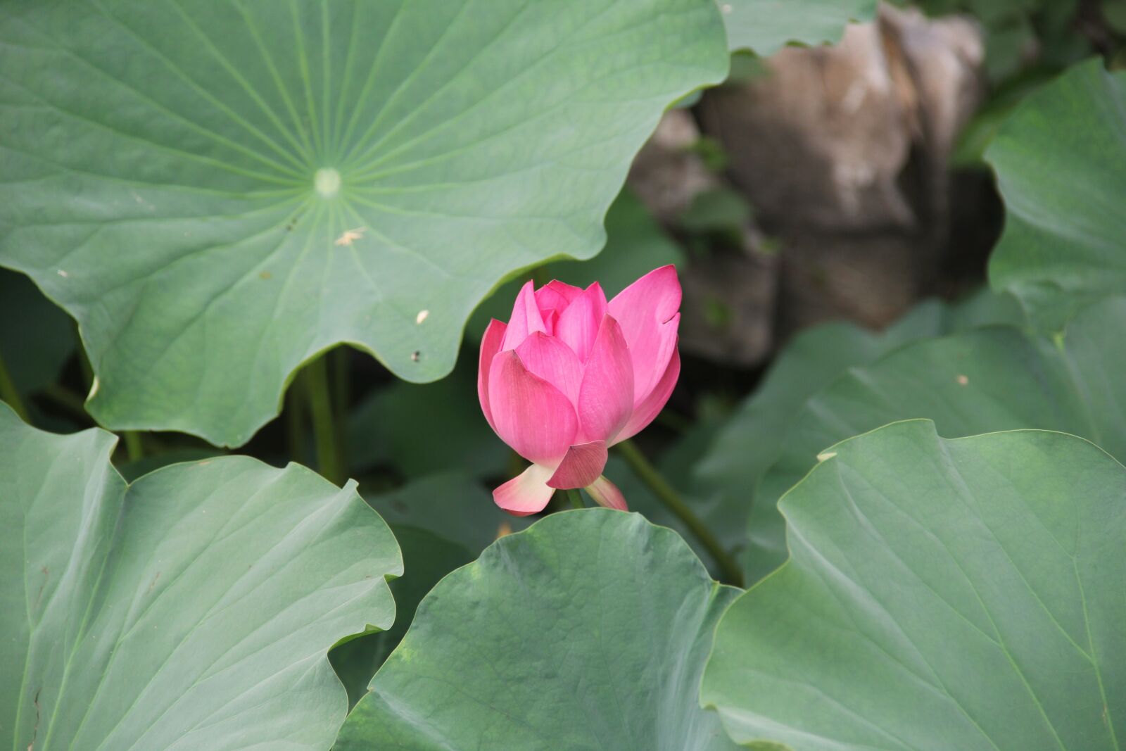Canon EOS 60D sample photo. Lotus, deep powder, green photography