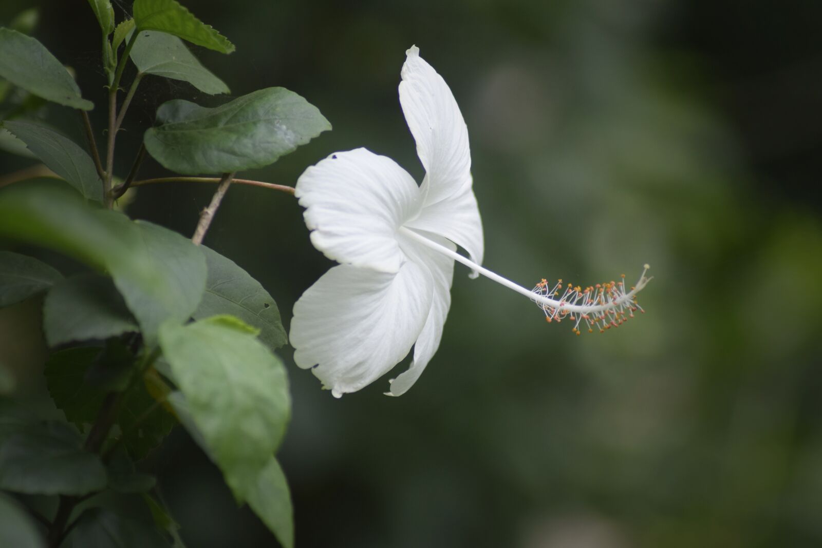 Nikon D3300 sample photo. Flower, white, summer photography