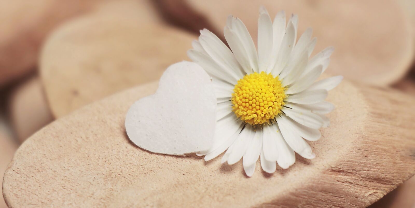 Canon EOS 100D (EOS Rebel SL1 / EOS Kiss X7) sample photo. Daisy, heart, herzchen photography