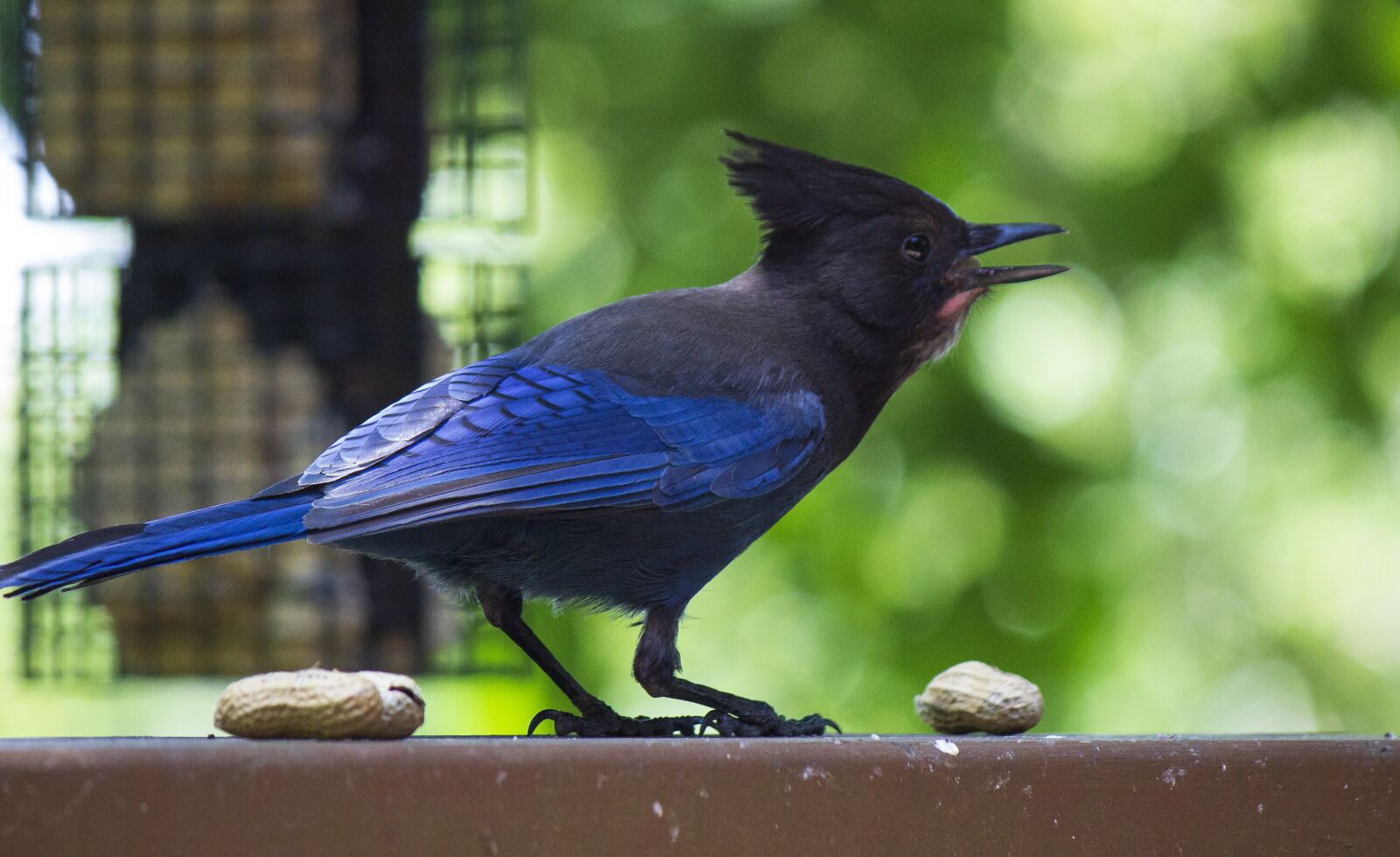 Canon EOS 600D (Rebel EOS T3i / EOS Kiss X5) sample photo. Stellar jay, bird, backyard photography