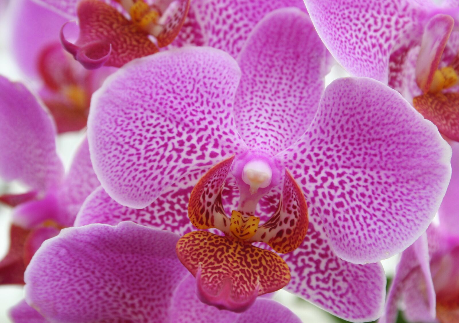 Canon EOS 350D (EOS Digital Rebel XT / EOS Kiss Digital N) sample photo. Orchid pink, orchids, pink photography