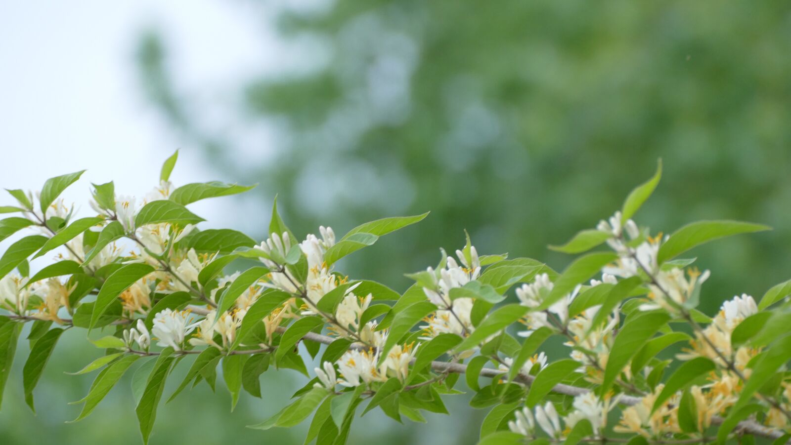 Panasonic Lumix DMC-FZ1000 sample photo. Honeysuckle, background, backdrop photography