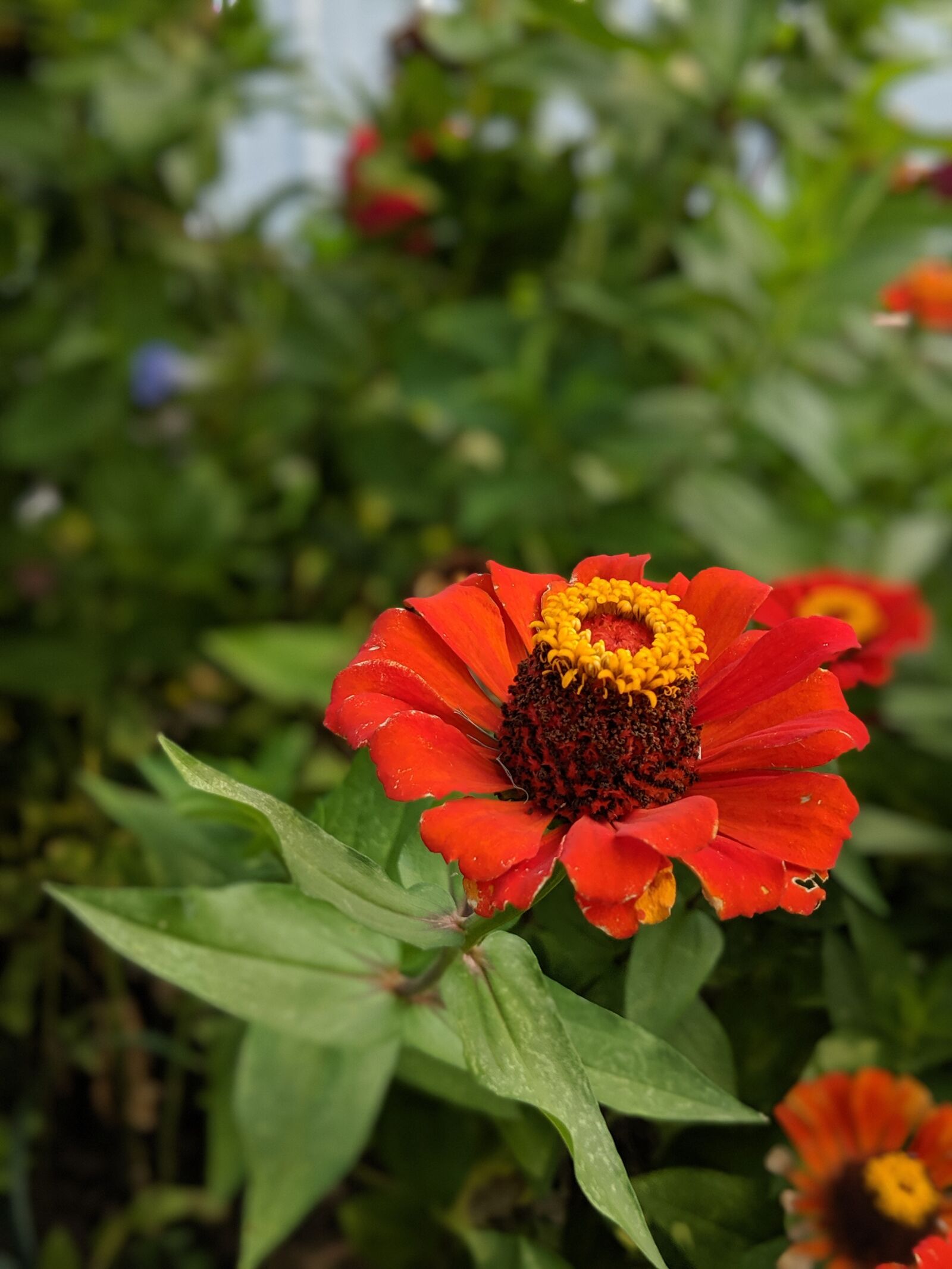 Google Pixel 2 sample photo. Flower, blossom, bloom photography