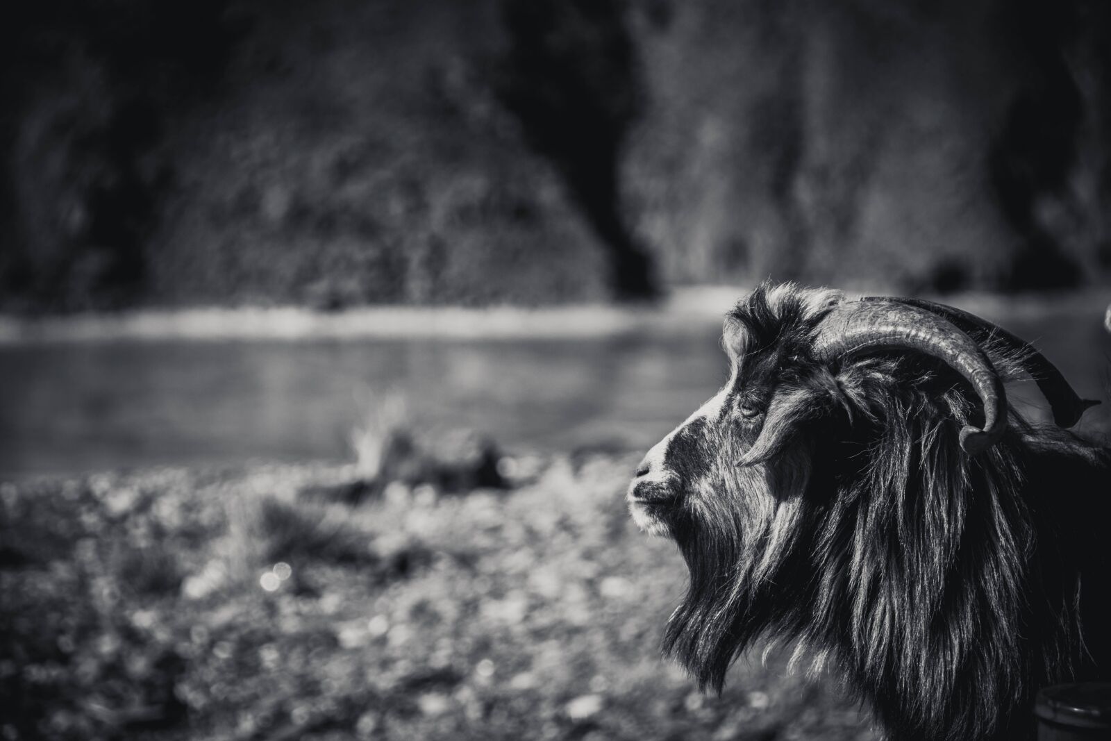 Nikon D7100 sample photo. Tibet, sheep, black and photography