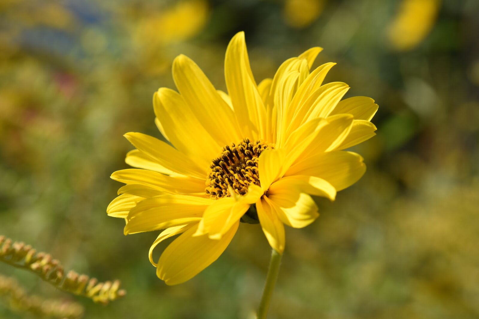 Nikon D5600 sample photo. Flower, daisy flower, yellow photography