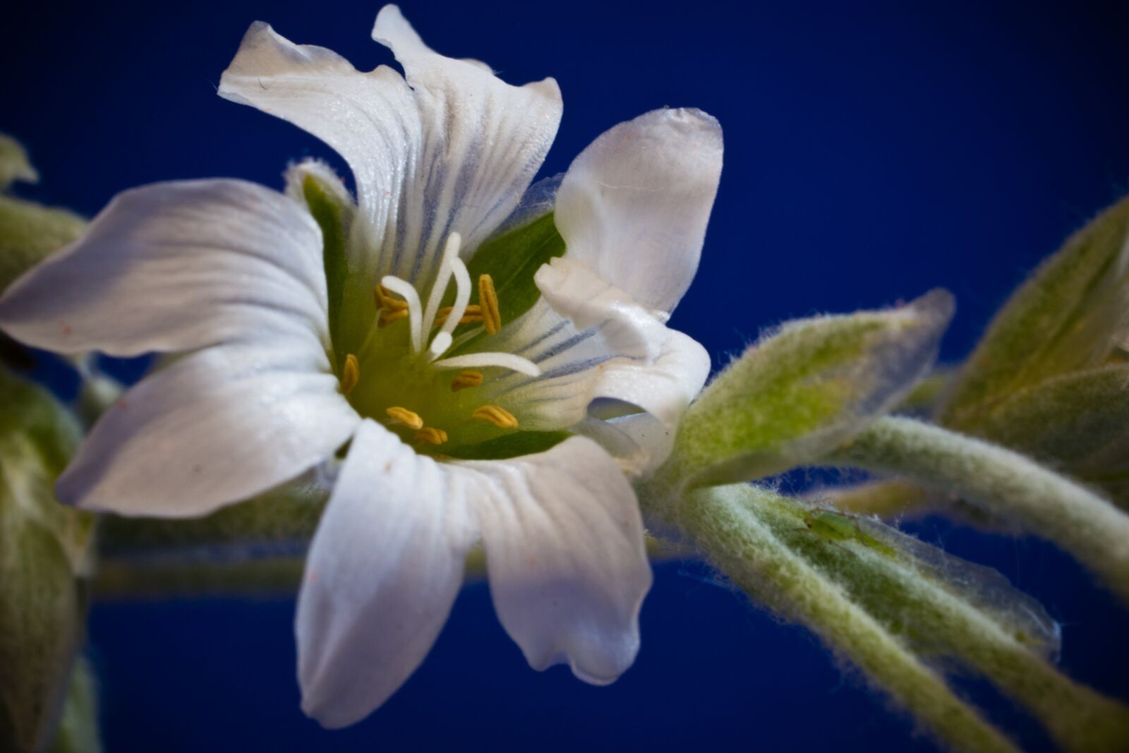 Canon EOS 70D + Canon EF 50mm F2.5 Macro sample photo. Cerastium tomentosum, small flowers photography