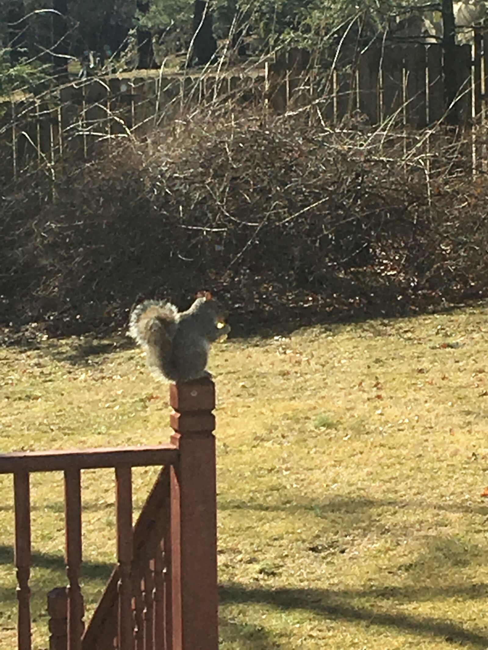 Apple iPhone 6s sample photo. Squirrel, deck, backyard photography
