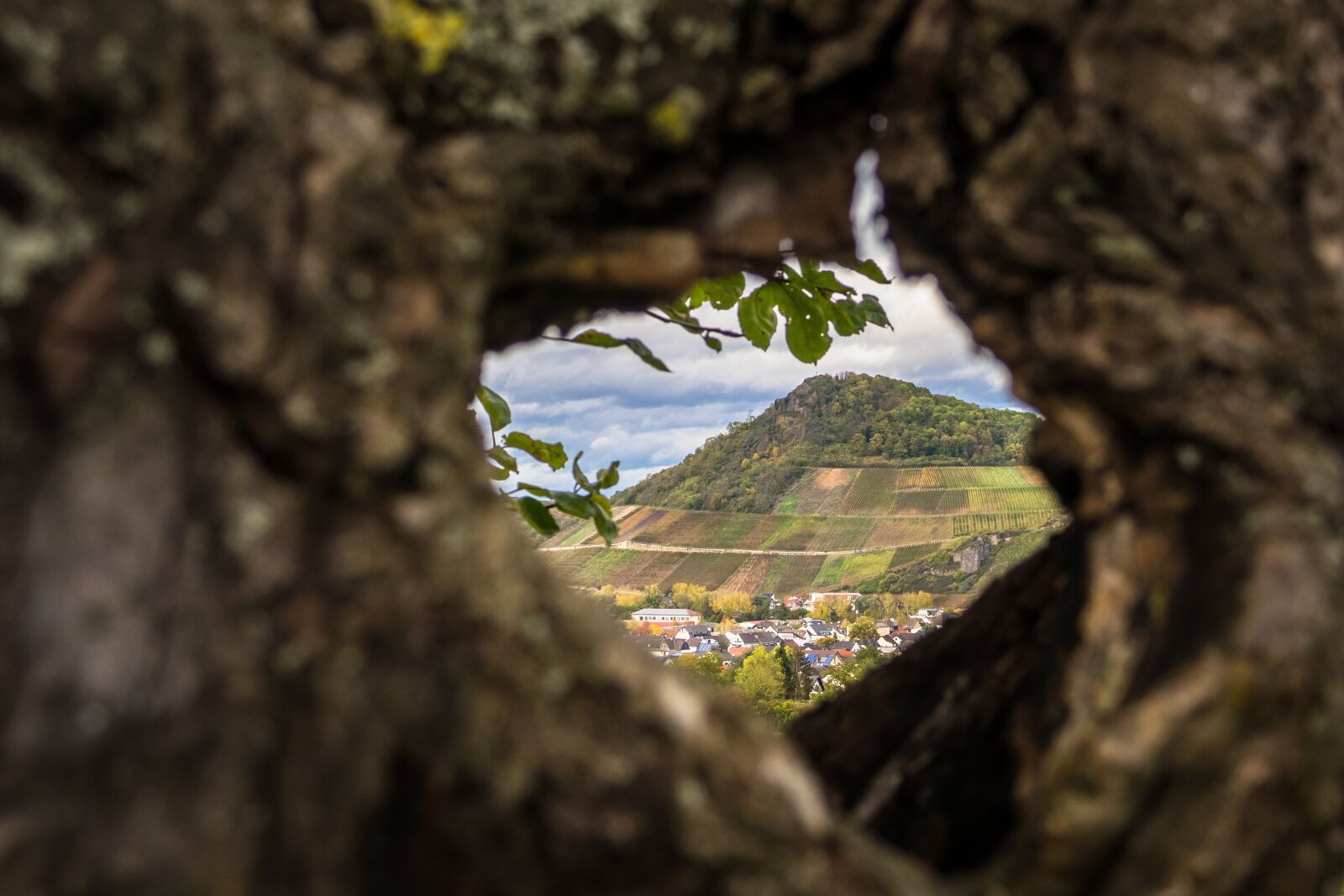 Canon PowerShot G3 X sample photo. Vineyard, knothole, summit photography