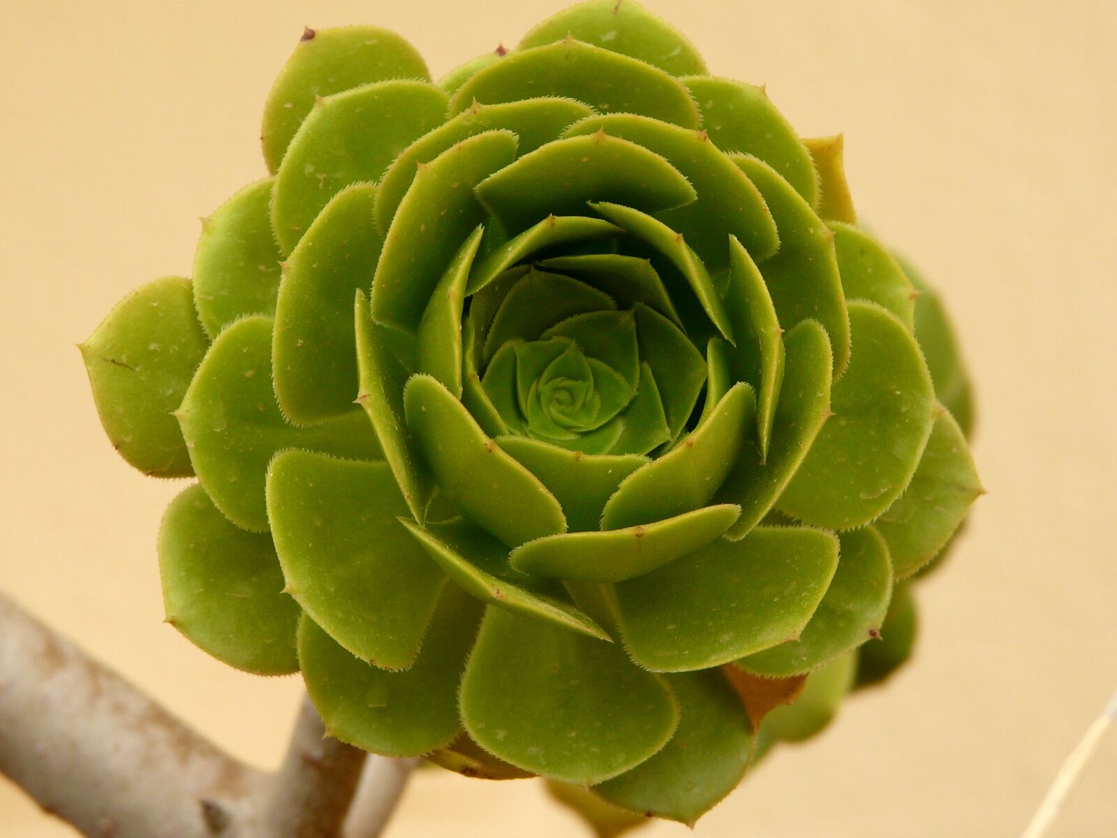 Panasonic DMC-FZ18 sample photo. Aeonium, aeonium arboreum, plant photography