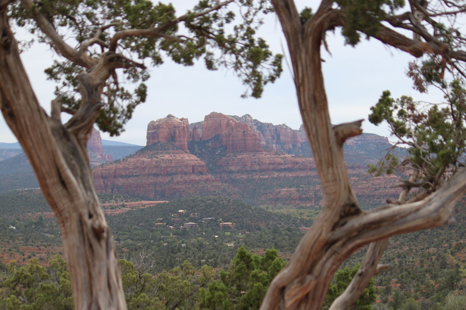 Canon EOS 500D (EOS Rebel T1i / EOS Kiss X3) sample photo. Tree, nature, landscape photography