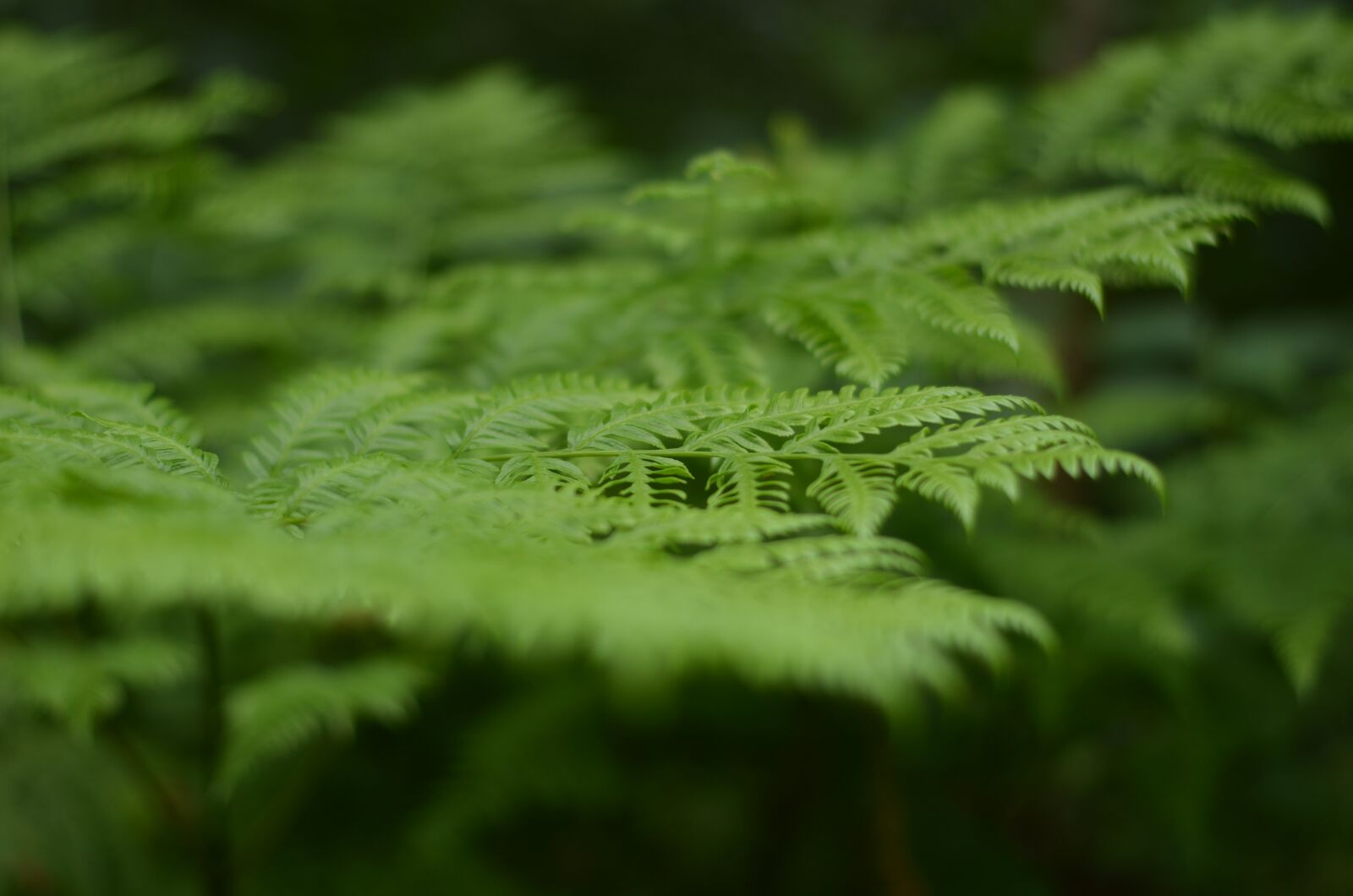 Nikon D5100 sample photo. Green, plants, trees photography