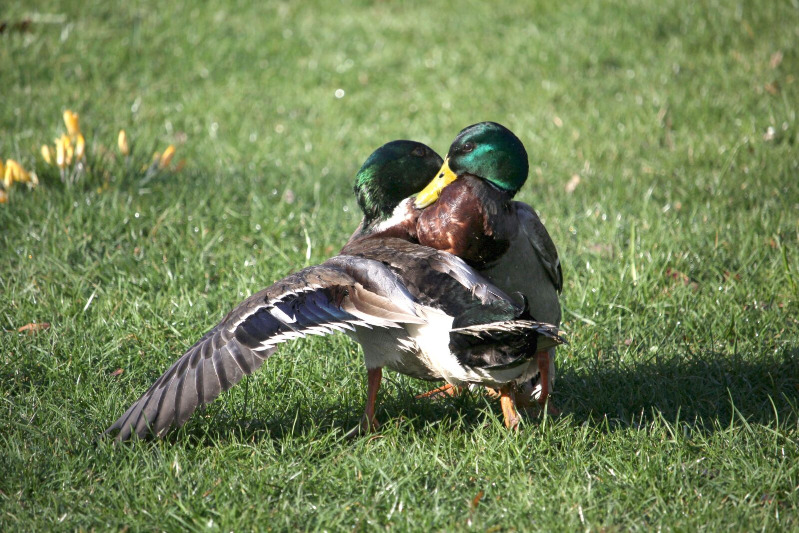 Canon EOS 60D + Canon EF-S 55-250mm F4-5.6 IS STM sample photo. Ducks, fight, argue photography