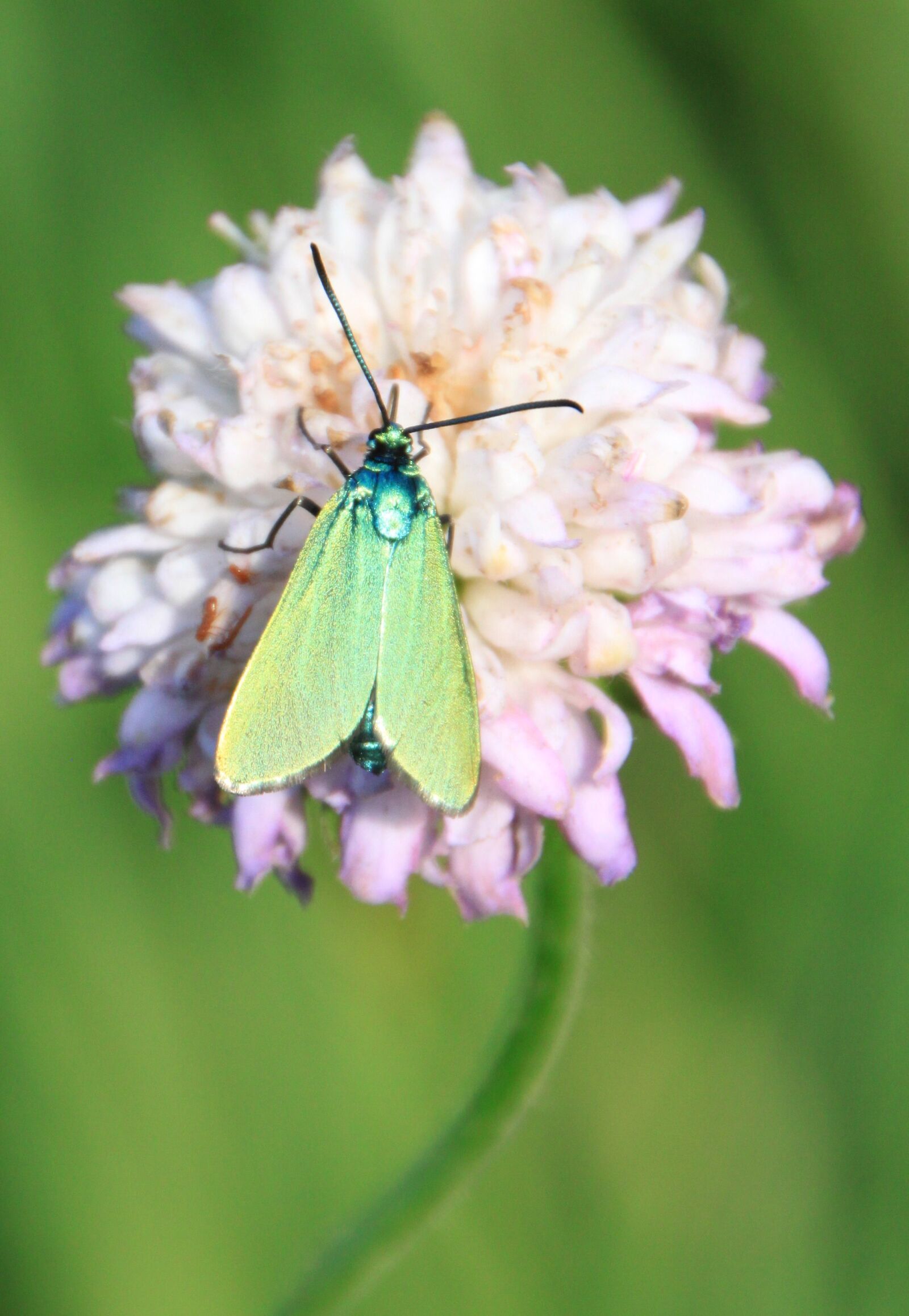 Canon EOS 500D (EOS Rebel T1i / EOS Kiss X3) sample photo. Butterfly, green, metallic photography