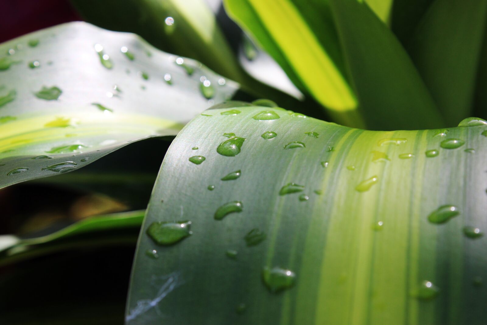 Canon EOS 600D (Rebel EOS T3i / EOS Kiss X5) sample photo. Botany, garden, green, leaf photography