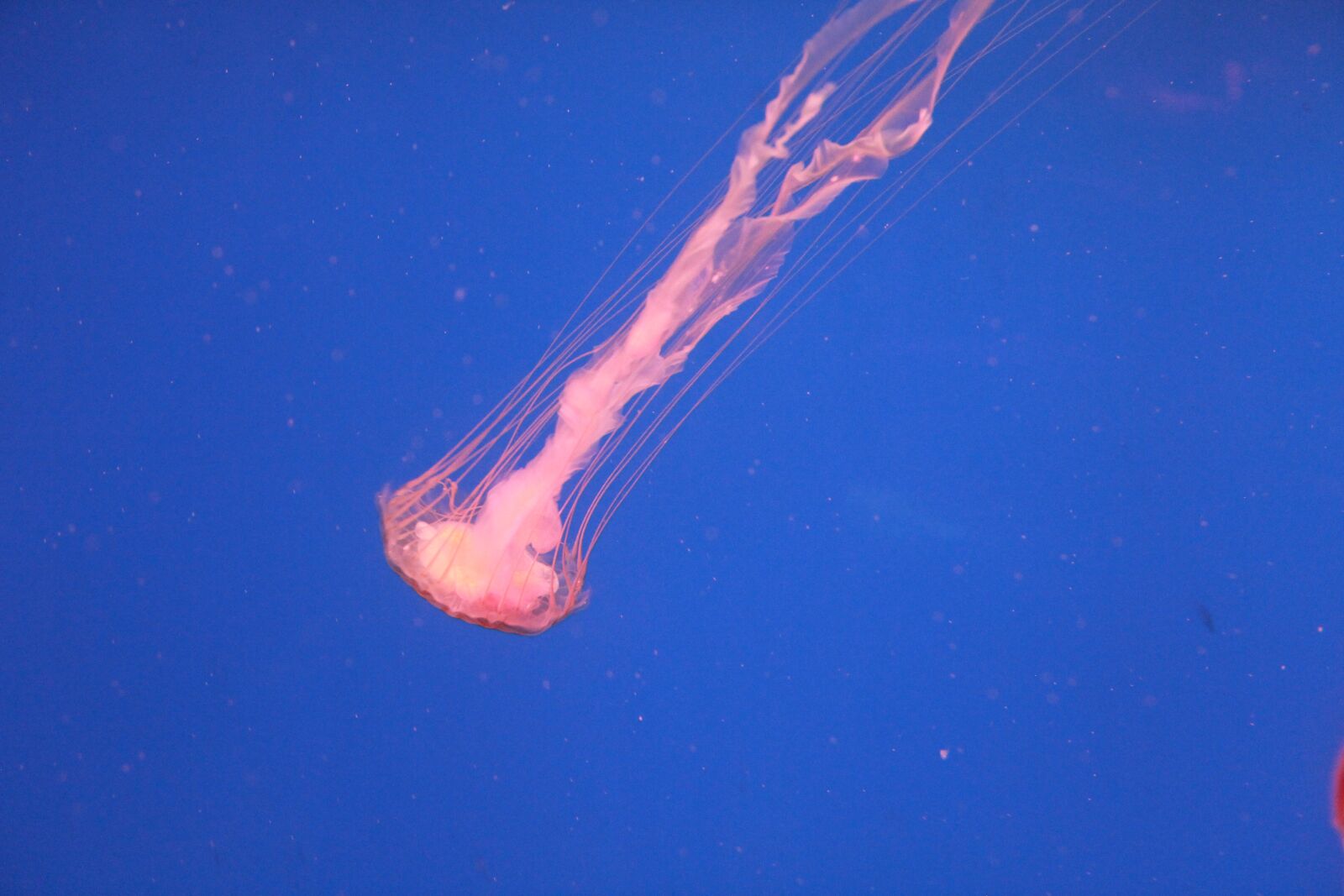 Canon EOS 60D sample photo. Jellyfish, marine aquarium, blue photography