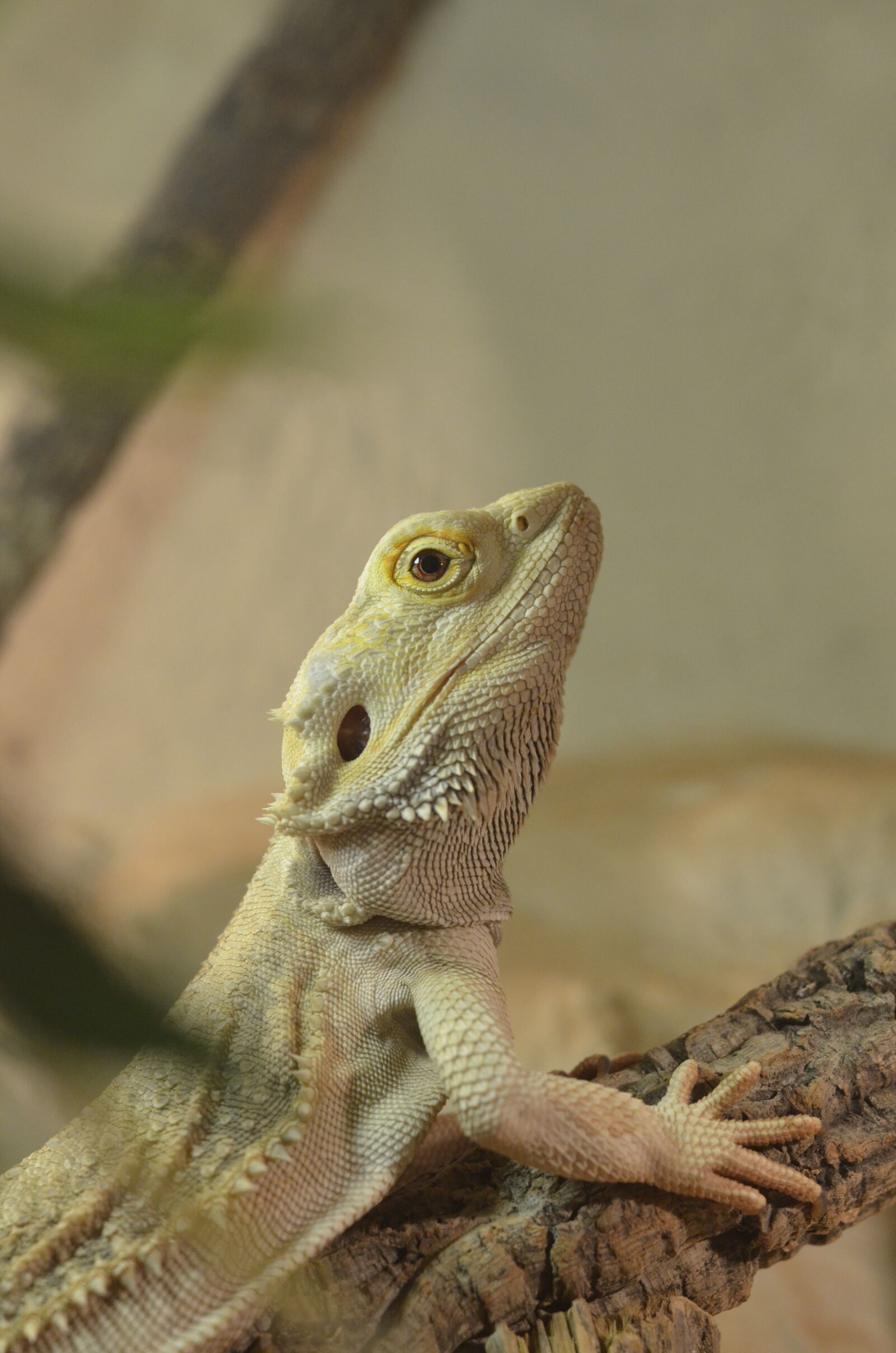 Nikon D7000 sample photo. Bearded dragon, reptile, pogona photography