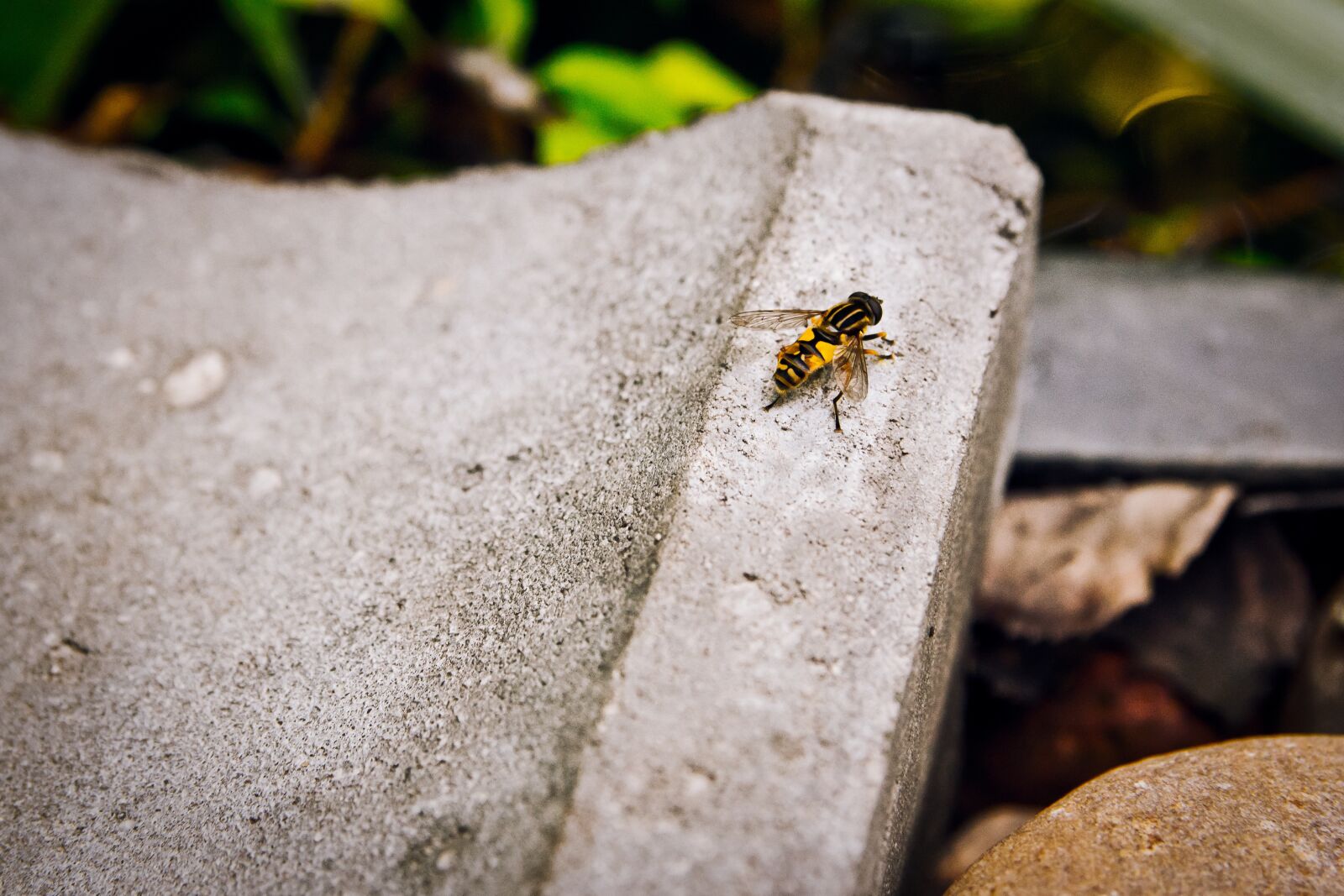 Nikon D5600 sample photo. Bee, nature, fly photography