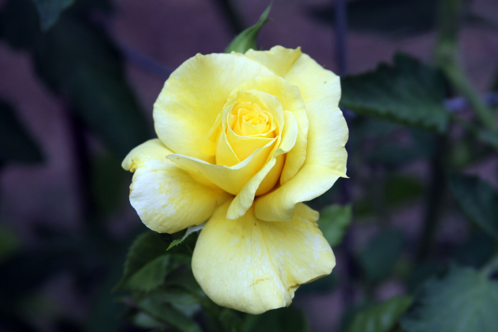Canon EOS 7D + Canon EF 28-135mm F3.5-5.6 IS USM sample photo. Yellow, rose photography