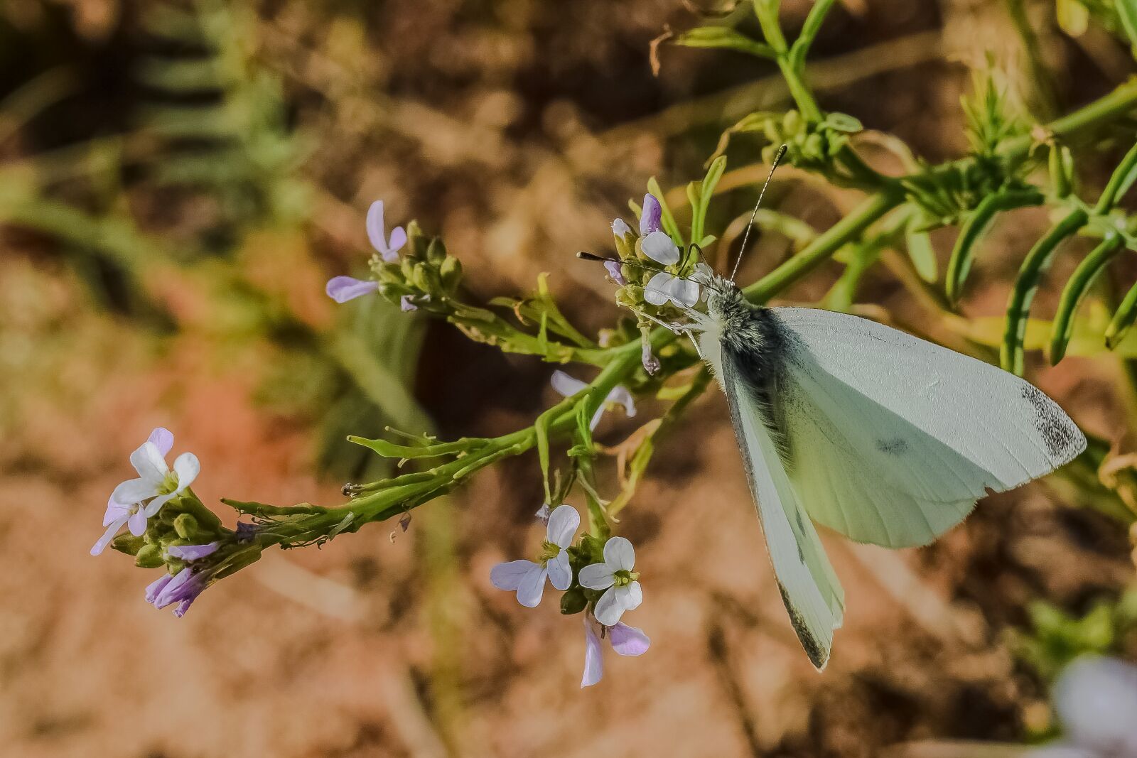 Nikon D3300 sample photo. Nature, butterfly, flower photography