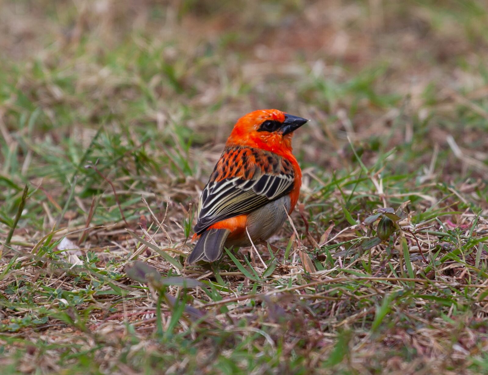 Canon EF 70-200mm F4L USM sample photo. Red fody, red bird photography