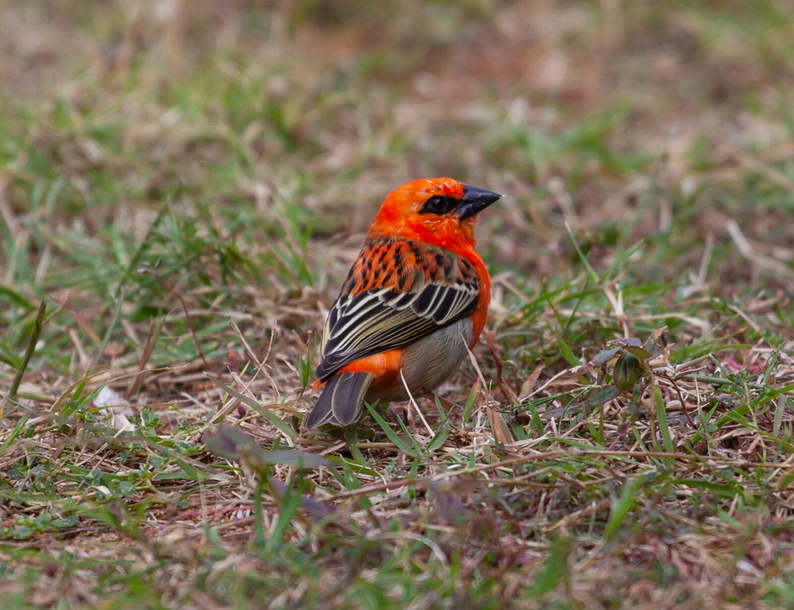 Canon EOS 5D Mark II + Canon EF 70-200mm F4L USM sample photo. Red fody, red bird photography