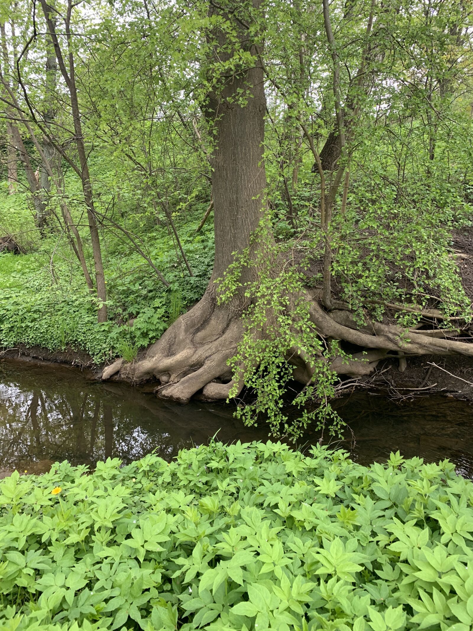 Apple iPhone XS sample photo. Nature, spring, brook photography